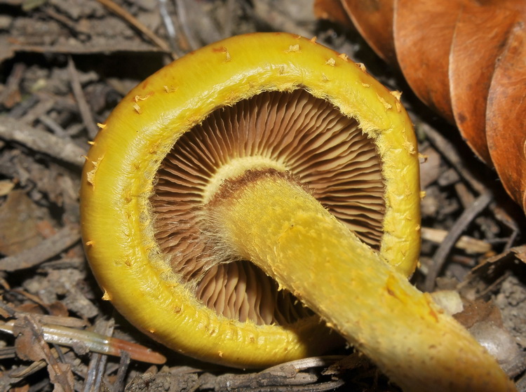 Pholiota aurivella o limonella ?